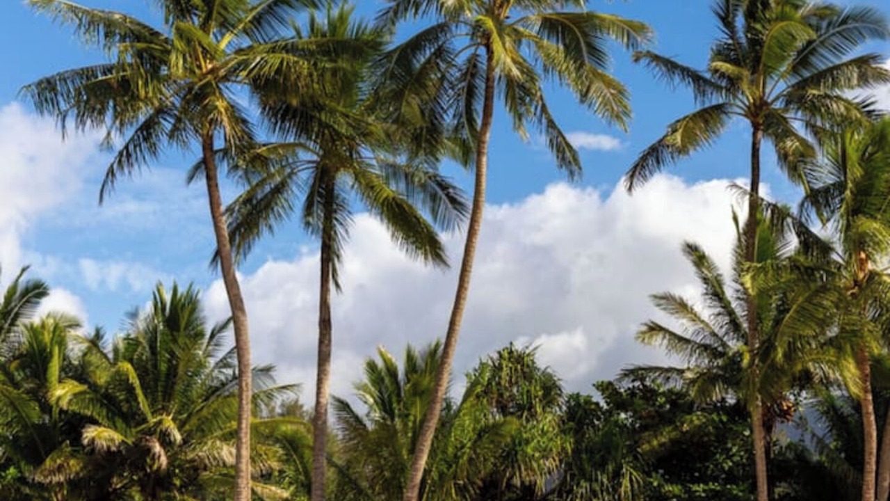 Photo of Outdoor in Princeville