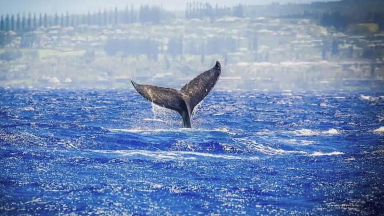 Photo of Others in Princeville