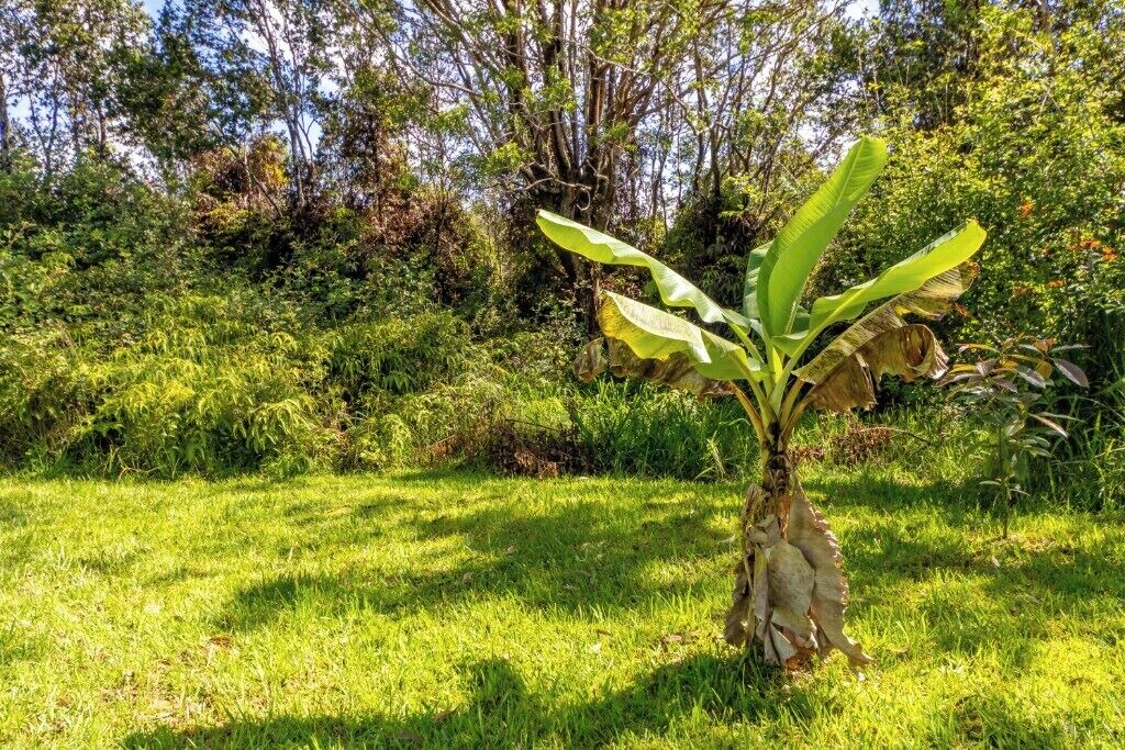Photo of Outdoor in Royal Hawaiian Estates