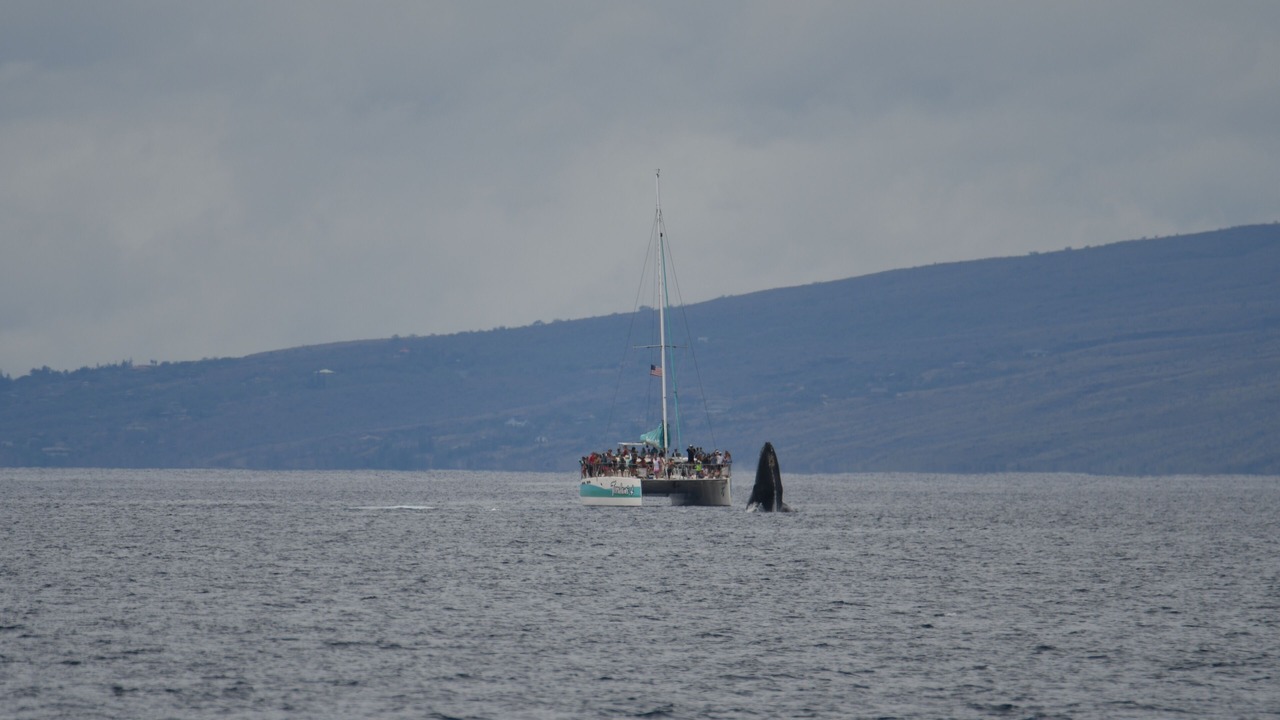 Photo of Others in Kaanapali