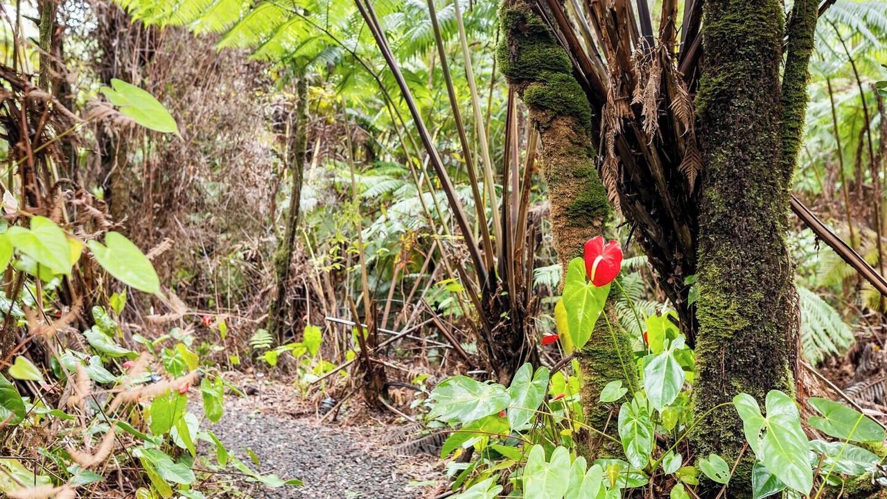 Photo of Outdoor in Volcano