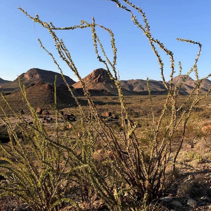 Photo of Others in Terlingua