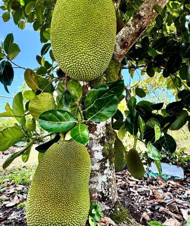 Photo of Others in Keaau