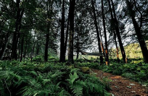 Huntington Mills Other | Serene Safari Tent For a Glamping by Getaway Rickett's Glenn State Park Nestled in the Heart of Huntington Mills, Pennsylvania