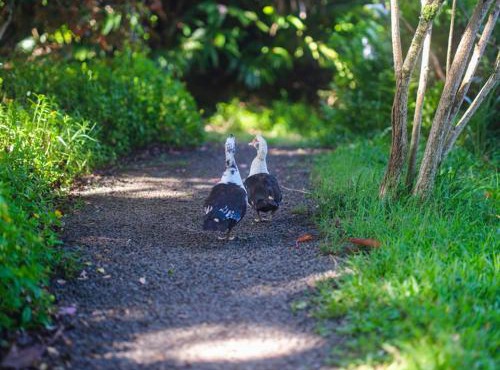 Hale Akua Garden Farm & Eco-Retreat