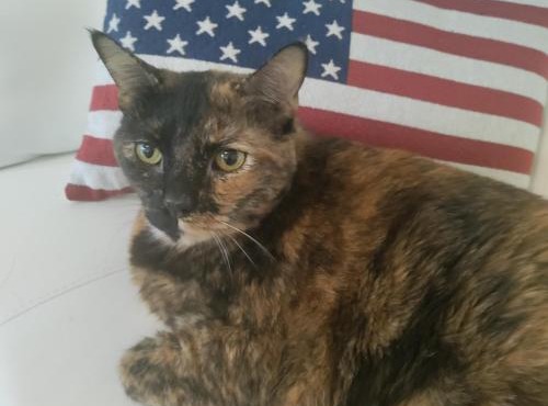 SHARE with working host, WiFi, AC, Pool, walk to Downtown, 15 min to airport - Friendly Cats in house